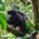 Costa Rica Howler Monkey